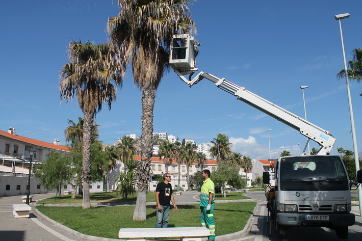 Con la llegada del Otoño, Medio Ambiente intensifica el poda de palmeras en Salobreña.